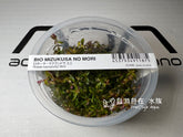 ADA 迷你紅蝴蝶 Rotala Macrandra sp. Mini IC438